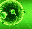 IVF